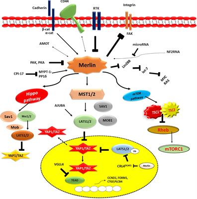 Frontiers Malignant Mesothelioma Tumours Molecular Pathogenesis   1204722 Thumb 400 